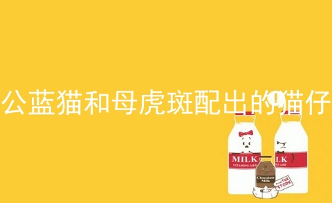 公蓝猫和母虎斑配出的猫仔