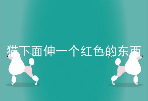 猫下面伸一个红色的东西