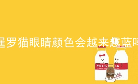 暹罗猫眼睛颜色会越来越蓝吗