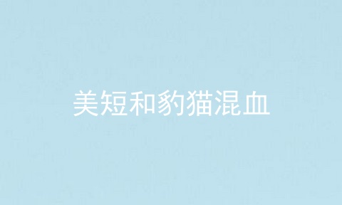 美短和豹猫混血