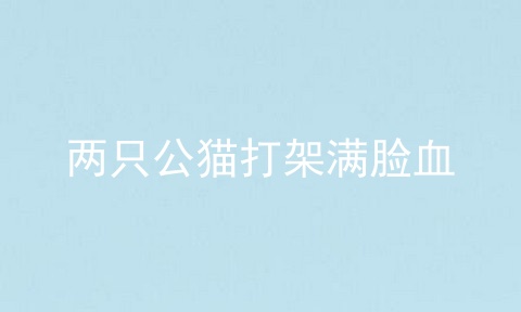 两只公猫打架满脸血