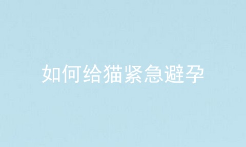 如何给猫紧急避孕