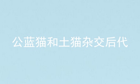 公蓝猫和土猫杂交后代