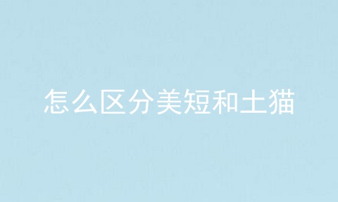 怎么区分美短和土猫