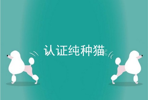 认证纯种猫