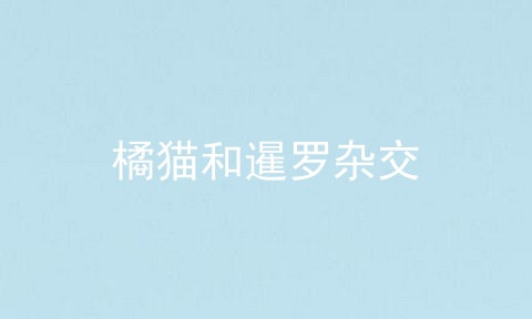 橘猫和暹罗杂交
