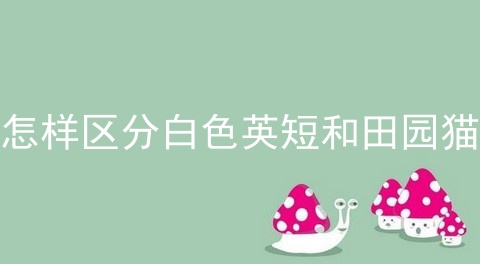 怎样区分白色英短和田园猫