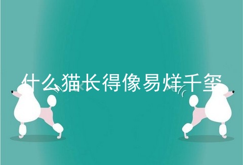 什么猫长得像易烊千玺