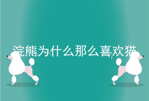 浣熊为什么那么喜欢猫