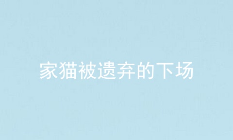家猫被遗弃的下场