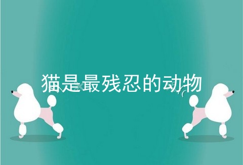 猫是最残忍的动物
