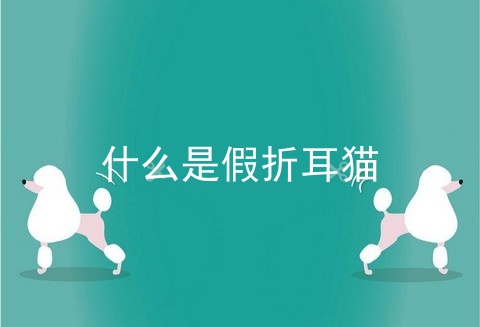 什么是假折耳猫