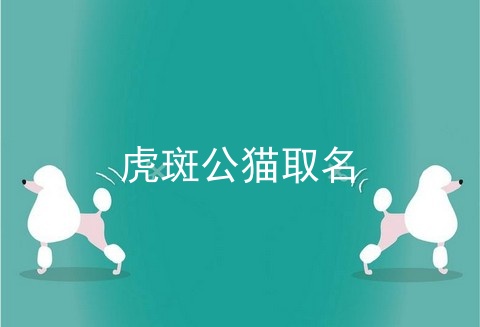 虎斑公猫取名