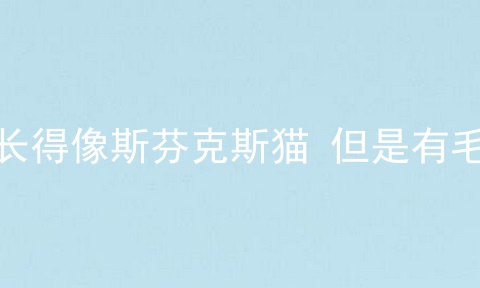 长得像斯芬克斯猫 但是有毛