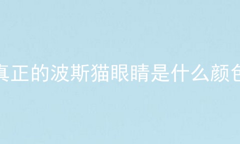真正的波斯猫眼睛是什么颜色