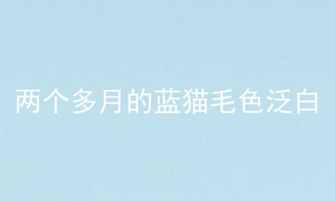 两个多月的蓝猫毛色泛白