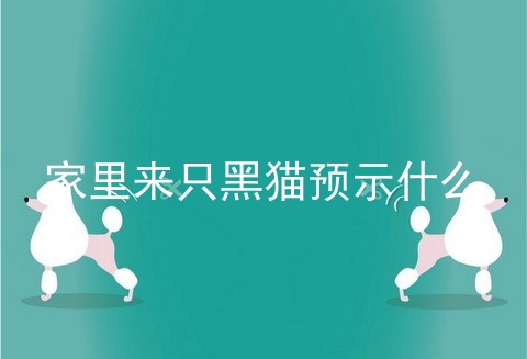 家里来只黑猫预示什么