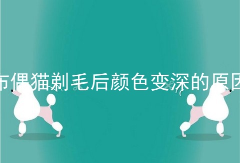布偶猫剃毛后颜色变深的原因