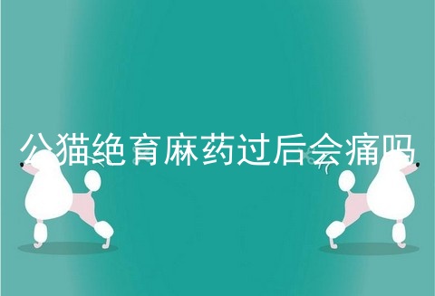 公猫绝育麻药过后会痛吗