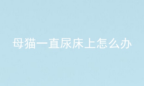 母猫一直尿床上怎么办