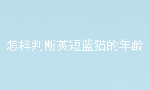 怎样判断英短蓝猫的年龄