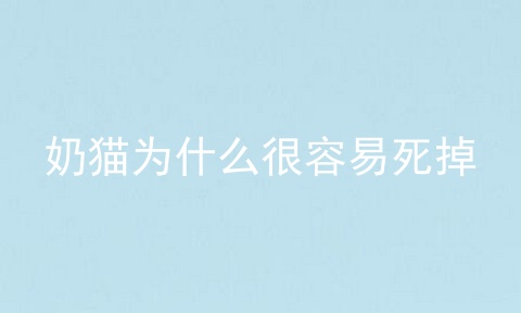 奶猫为什么很容易死掉