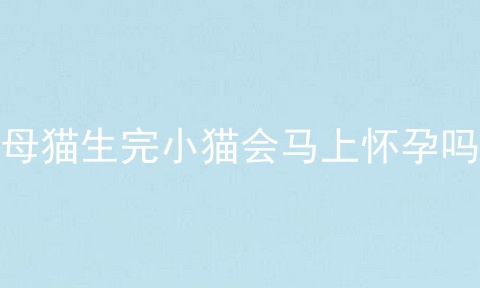 母猫生完小猫会马上怀孕吗