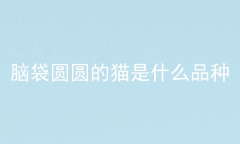 脑袋圆圆的猫是什么品种