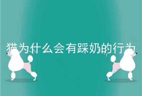 猫为什么会有踩奶的行为