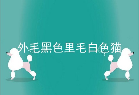 外毛黑色里毛白色猫
