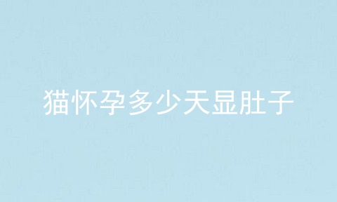 猫怀孕多少天显肚子