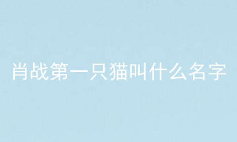 肖战第一只猫叫什么名字