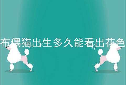 布偶猫出生多久能看出花色