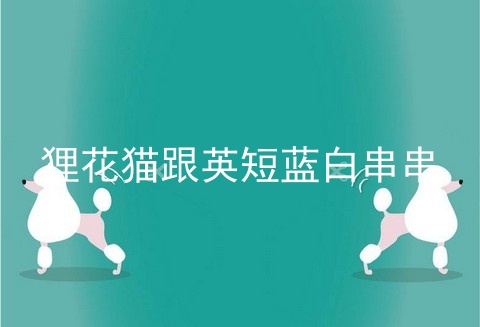 狸花猫跟英短蓝白串串
