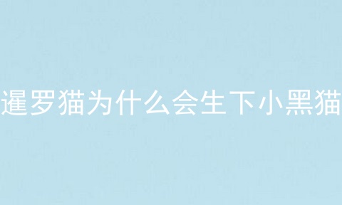 暹罗猫为什么会生下小黑猫