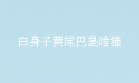 白身子黄尾巴是啥猫