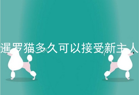 暹罗猫多久可以接受新主人