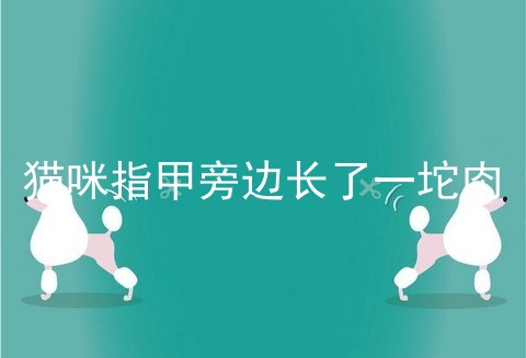猫咪指甲旁边长了一坨肉