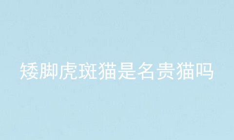 矮脚虎斑猫是名贵猫吗