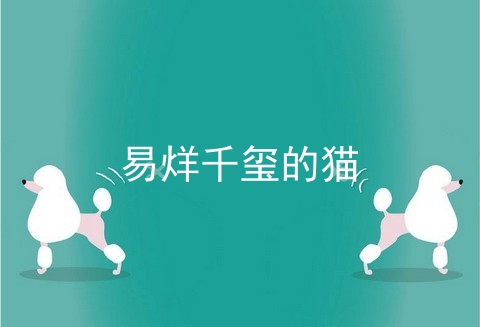 易烊千玺的猫