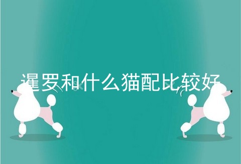暹罗和什么猫配比较好