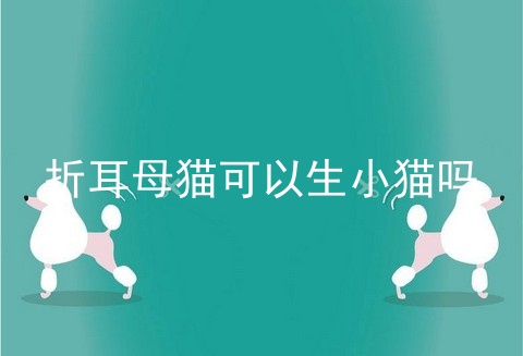 折耳母猫可以生小猫吗