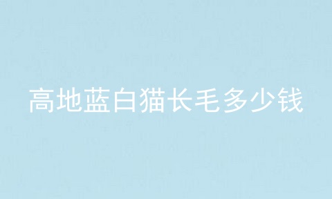高地蓝白猫长毛多少钱