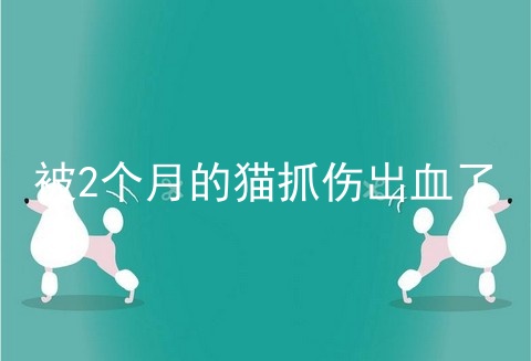 被2个月的猫抓伤出血了