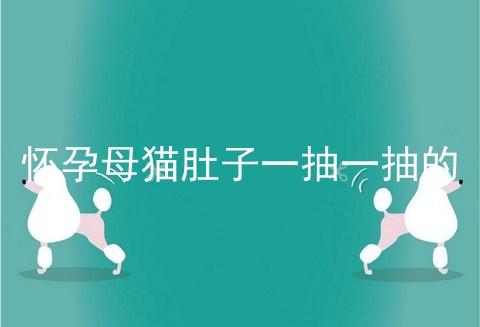 怀孕母猫肚子一抽一抽的