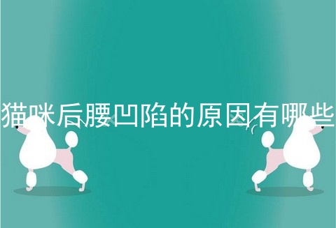 猫咪后腰凹陷的原因有哪些