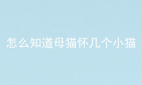 怎么知道母猫怀几个小猫