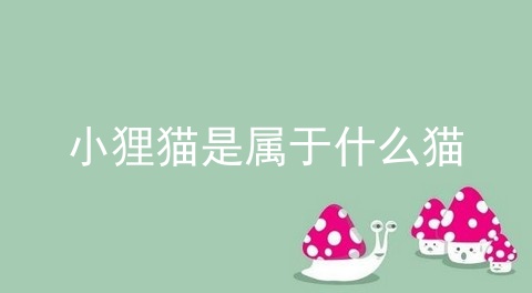 小狸猫是属于什么猫