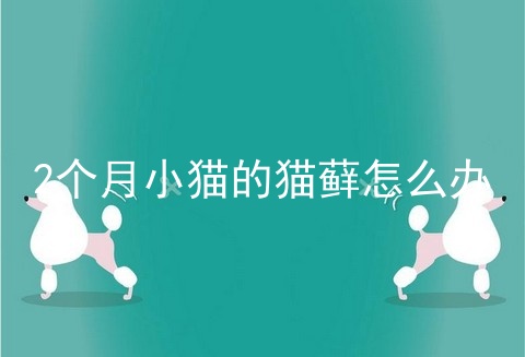 2个月小猫的猫藓怎么办