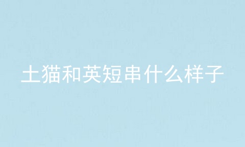 土猫和英短串什么样子